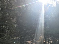 -武陵山森林公园