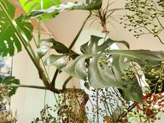 -循礼门鲜花花市(武汉循礼门店)