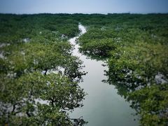 -北海金海湾红树林生态旅游区