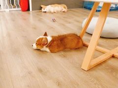 -浣熊柯尔鸭土拨鼠·电玩咖