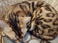 -Cappucimeow猫咪咖啡馆(韦伯时代店)