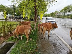 -观澜湖华谊冯小刚电影公社(百年记忆公社)