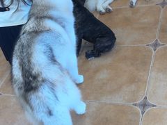 -Let's go狗咖·猫咖·奶狗·桌游(春熙路IFS店)