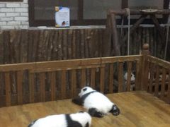 景点-成都大熊猫繁育研究基地
