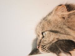 -Cappucimeow猫咪咖啡馆(韦伯时代店)