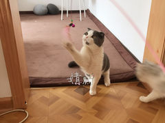 -MOYOYO猫咪咖啡店