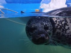 -多彩贵州城极地海洋世界