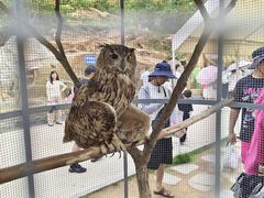 -西霞口神雕山野生动物世界