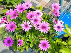 -花里花店(唐镇阳光天地店)