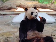 -广州长隆野生动物世界