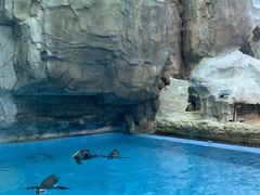 -帝企鹅自助餐厅•儿童岛•真企鹅(长隆企鹅酒店)