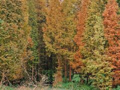 -桤木河湿地公园