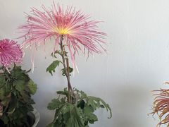 -杭州植物园