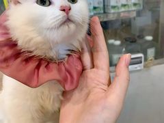 -楼上猫咖(罗湖店)