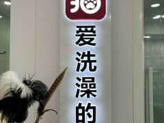 -爱洗澡的猫(望京店)
