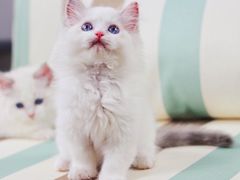 -Bastet sally猫舍购宠(静安店)