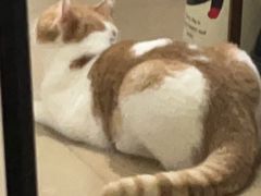 -创凡宠物医院·骨专科  猫科中心(西乡分院)