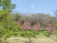 -羊山湖公园