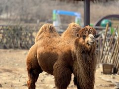 -青岛森林野生动物世界