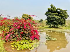 -中国科学院西双版纳热带植物园