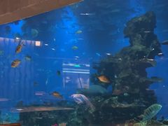 -涛·海底餐厅·美人鱼·自助餐·海底隧道(三亚海棠湾洲际度假酒店)