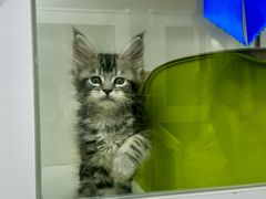 -青奢宠物·青奢猫舍