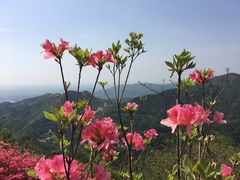 -木兰云雾山