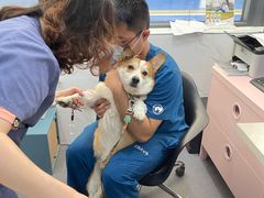 -伟伟宠物医院·CT影像中心·瑞派犬猫综合性门诊(汉口总院)