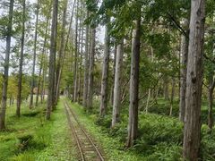 -黄海国家森林公园