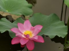 -上海市保健医疗中心