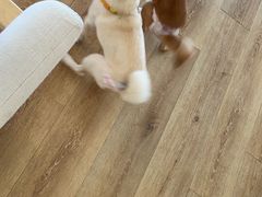 -柴犬小屋·柴餐厅·狗咖食堂(金鼎广场店)