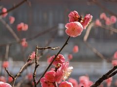 -望江楼公园