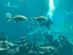 -海棠湾洲际-涛·海底餐厅·美人鱼·自助餐·海底隧道