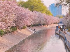 -望京西(地铁站)