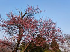 -梅花山(明孝陵内)