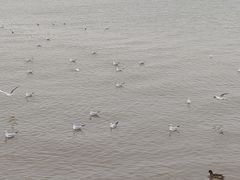 -深圳湾公园(南山区)