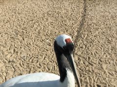 -盐城丹顶鹤湿地生态旅游区