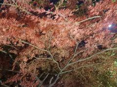 -宋宴(虎跑店)