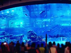 -迪拜水族馆及水下动物园