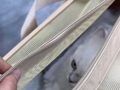 -爱洗澡的猫(天河路店)