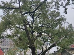 -长春观