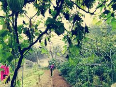 时令有机蔬菜及野菜-武汉世外桃源农庄