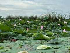 -池杉湖湿地公园