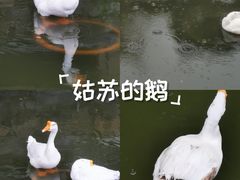 -苏州文庙(姑苏区)