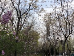 -大兴滨河森林公园