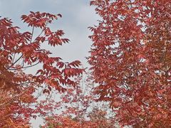 -北京西山国家森林公园