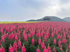 -径山花海