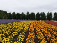 -富田农场