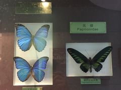 -上海昆虫博物馆