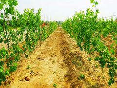 景点-杨柳青园艺科技博览园